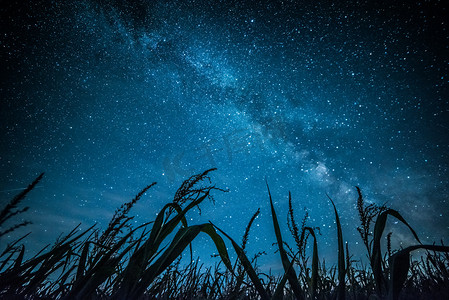 夜晚草摄影照片_绿草之上的银河
