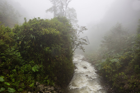 云雾森林摄影照片_哥斯达黎加的宁静云雾森林