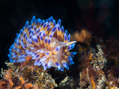 气体火焰核分支（Bonisa nakaza）在水下对着摄像机，海蛞蝓上覆盖着蓝色尖头的黄色梭子