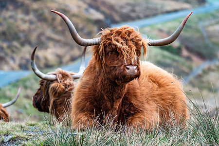 高地牛摄影照片_毛茸茸的苏格兰高地人-高地牛-路边, 斯凯岛