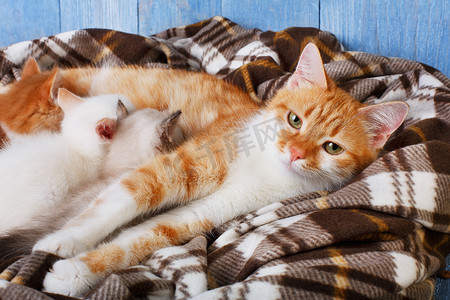 护理她只小猫在格子毯的猫