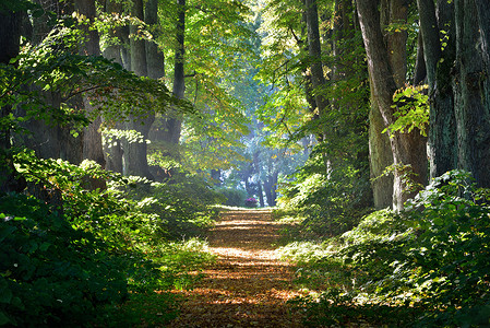 乡村砾石路(小巷)穿过茂密的绿树荫.柔和的阳光，阳光。仙境森林景观。风景如画.纯真的天性艺术，希望，天堂，孤独，荒野的概念