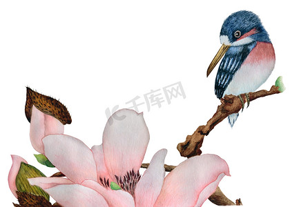 木兰摄影照片_美丽的翠鸟在木兰分枝关闭, 查出在白色背景, 在传统中国样式.