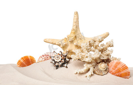 白底沙滩上美丽的海星、珊瑚和海贝壳