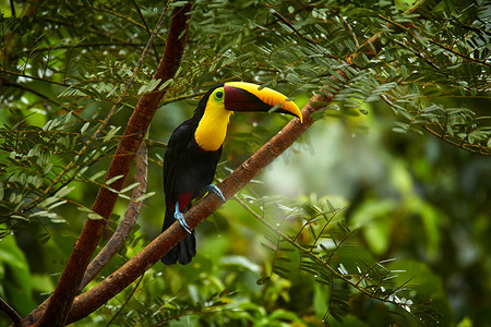 小鸟摄影照片_寡妇，森林里的小鸟。在热带雨中，栗子任务的图肯人坐在树枝上，背景是绿色的丛林。大自然的野生动物场景。Swainson's toucan, Raąstos ambiguus swainsonii,哥斯达黎加