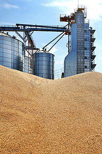 粮仓背景下粮食、小麦、玉米、大豆的外部结构、贮藏和干燥