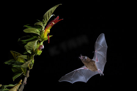 橙花蜜蝙蝠-Lonchophylla 罗布斯塔, 新的世界叶鼻蝙蝠喂养花蜜的花朵在夜间, 中美洲森林, 哥斯达黎加.