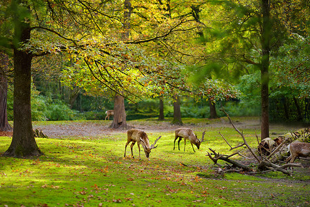 在美丽的晴朗的秋天天慕尼黑动物园鹿放牧小组