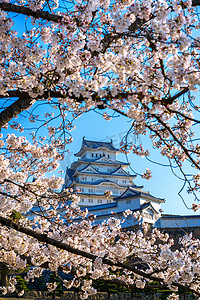 日本的樱花摄影照片_日本西吉的樱花和城堡.