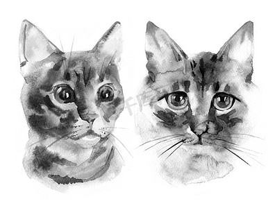 水彩小猫咪摄影照片_可爱的猫咪。水彩插图。T 恤打印。贺卡。海报的小猫.