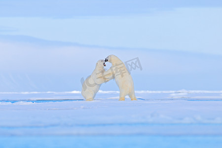 北极熊在冰上跳舞。两只熊喜欢在漂流的冰上与雪，白色动物在自然栖息地，斯瓦尔巴德，挪威。动物在雪地里玩耍，北极野生动物. 