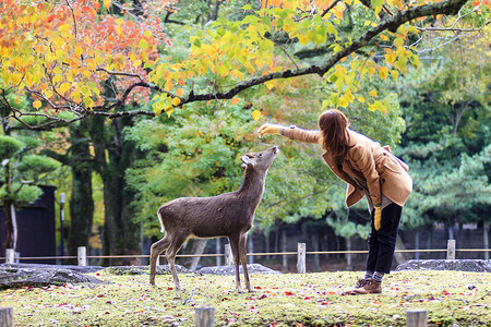 奈良公园摄影照片_与美丽的枫树颜色在日本奈良公园的秋天