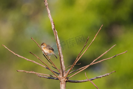 光明冠金头 Cisticola 小鸟金橙干树枝上栖息