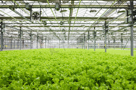 Greenhouse plantation with lettuce greenery. Concept for industrial agriculture. Rows of Plant Cultivated Inside a Large Greenhouse Building. Eco farming business. Cultivate and Selection