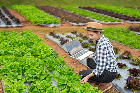 vegetable摄影照片_Inspection of vegetable garden quality by farmers using modern agricultural technology concepts.
