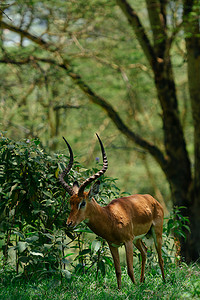 香港赛马摄影照片_在森林里吃草的羚羊