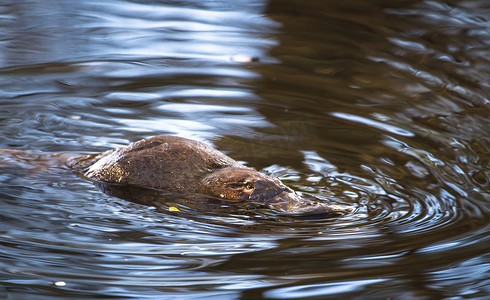 A duck-billed platypus (Ornithorhynchus anatinus) swims in the Tyenna River in Mt. Field National Park, Tasmania