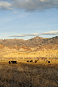 西牛摄影照片_牛放牧牧场牲畜农场动物西方山风景