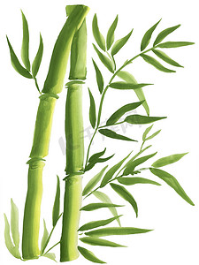 水彩的竹子摄影照片_绿色竹, 绘在东方风格水彩