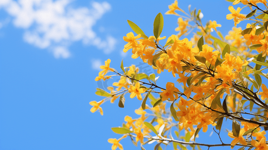 缅桂花树摄影照片_蓝天下的桂花摄影