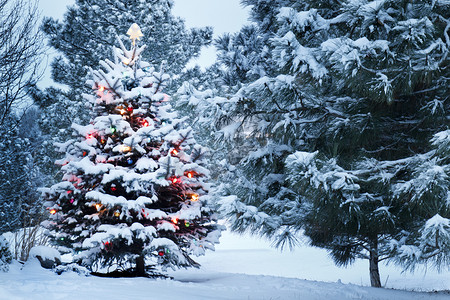 在暴风雪中明亮雪覆盖的圣诞树