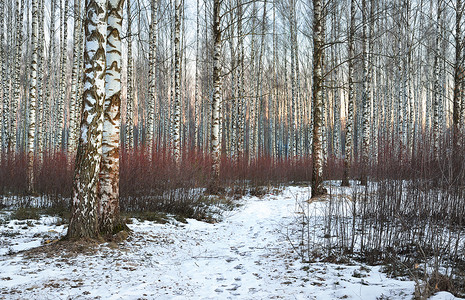 树枝状水系摄影照片_美丽的白桦林在冬天 