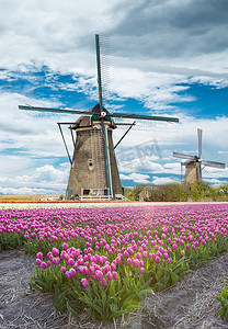 风车与在荷兰的郁金香字段