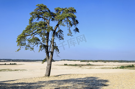 蓝色天空摄影照片_景观与一个针叶树中砂谷