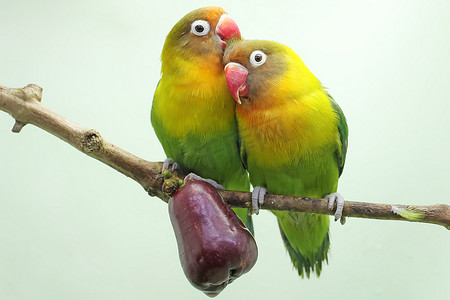 A pair of lovebirds are perched on a branch of a pink Malay apple tree. This bird which is used as a symbol of true love has the scientific name Agapornis fischeri.