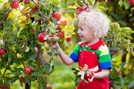在果树园里的小男孩摘苹果