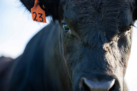春夏新风尚服装摄影照片_在澳大利亚的一个田野里，靠近正在吃草的种马的公牛、奶牛和小牛。在春夏两季的漫长草原上，牛的品种包括斑斑的公园、朦胧的灰色、 angus 、 brangus和wagyu.
