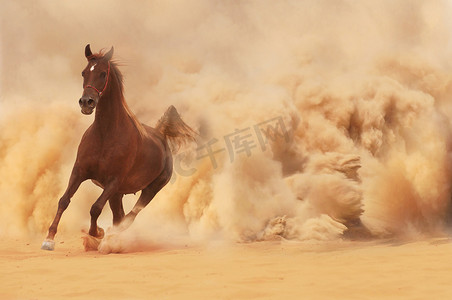 威力摄影照片_阿拉伯马运行沙漠风暴的威力
