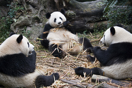 大熊猫-成都-中国