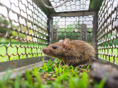 5只老鼠鼠摄影照片_被困在笼子里的小老鼠.