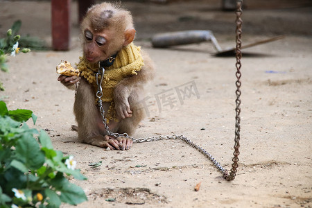 在越南的大部分省份，一种脖子上戴着铁链、被当作宠物养的金丝猴宝宝很常见