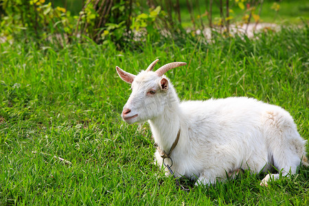 滑稽摄影照片_山羊躺在绿色的草地上