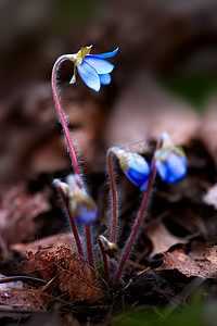 虫虫摄影照片_蓝色花的花蕾