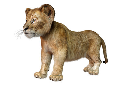 在白色背景上孤立的可爱狮子宝宝的3D渲染