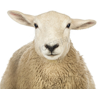 在白色背景下的一只羊头的特写镜头