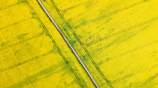 地平线上绿色和黄色油菜籽田村的鸟瞰。自然的春夏背景。无人机发射。从上而下的农田