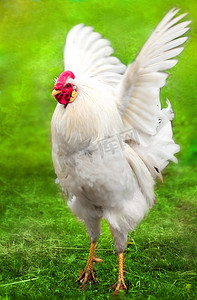扇动摄影照片_白公鸡它会扇动翅膀
