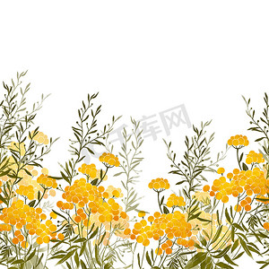 水彩花卉框架摄影照片_坦西和草无缝边界