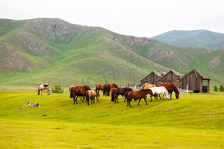 Herd of Mongolian horses in the Orkhon Valley in Mongolia.