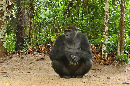 绿色草原上濒临灭绝的东大猩猩, 银雄, 大猩猩 beringei, 珍稀非洲动物. 