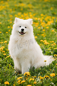 年轻开心的笑的白色萨摩耶犬或雪橇，笑脸，萨米
