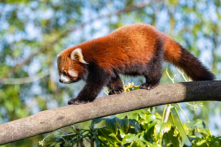 金银箔粉摄影照片_红熊猫，金银龙，可爱动物的肖像 