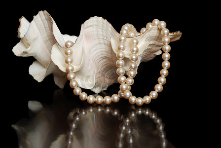 狭叶珍珠菜摄影照片_奶油色的珍珠在海贝壳