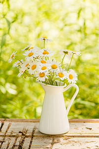 Summer background with field of daisy flowers