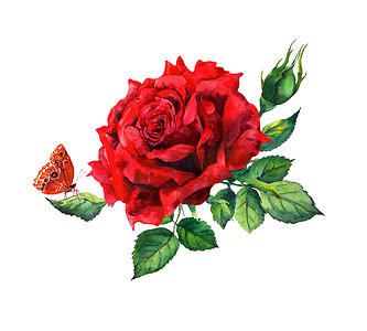 红玫瑰蝴蝶水彩花卉-植物插画