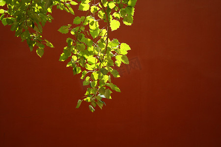 红墙前的绿叶